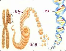 香港DNA查男女