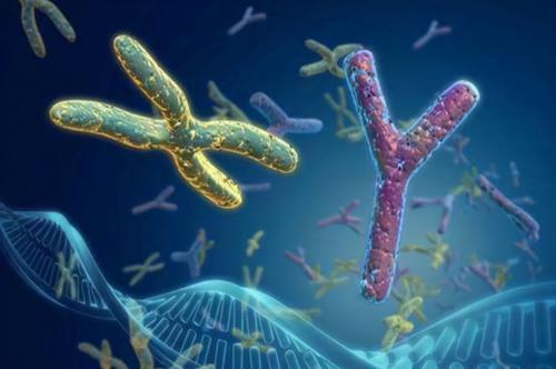 Y-DNA染色体检测
